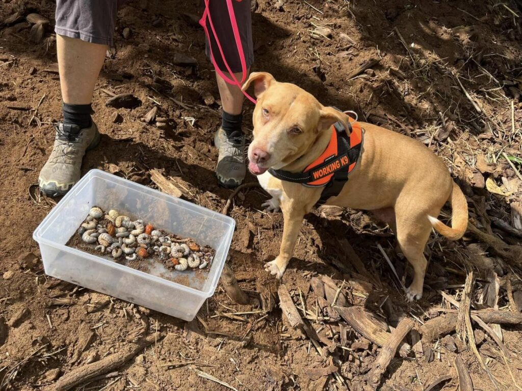 Kauai detection dogs training to sniff out Coconut Rhinoceros Beetles. Courtesy Deb Gochros.